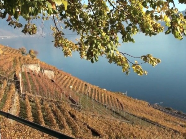 Le Lavaux