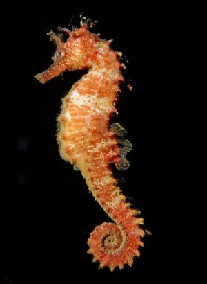 seahorse-head-shape-weird-and-wild-s691x945-c-431x590